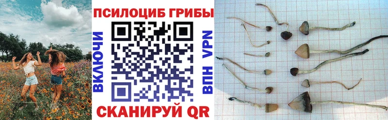 Псилоцибиновые грибы прущие грибы  Павловская 